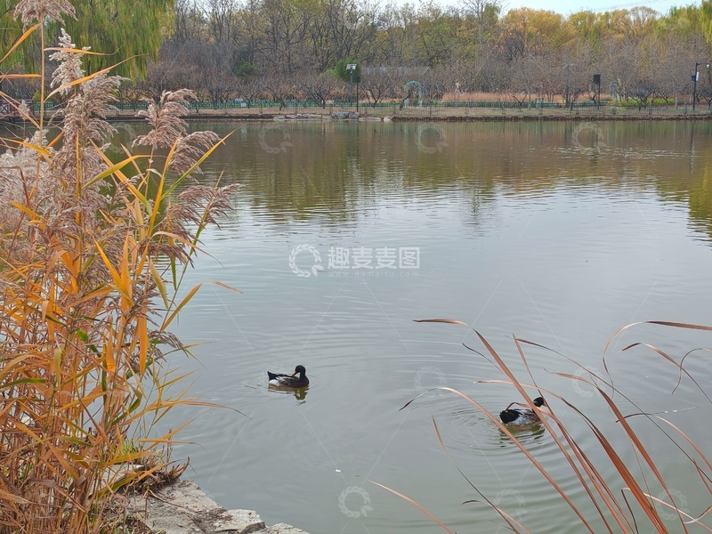 高清大图下载【趣麦麦图】宁静湖面鸭子游