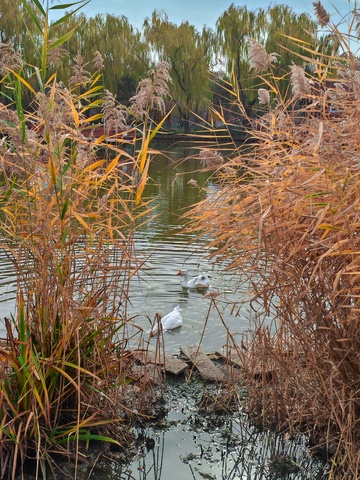 秋日池塘芦苇天鹅景