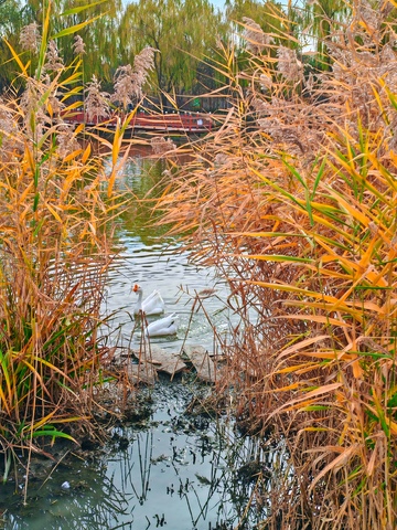 秋日池塘白鹅景