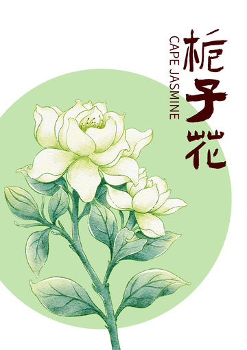 栀子花插画水彩手绘设计素材