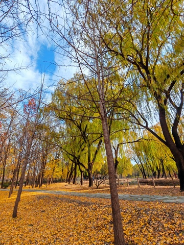 秋日树林风景摄影图