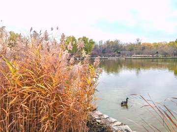 秋日湖畔芦苇游鸭景