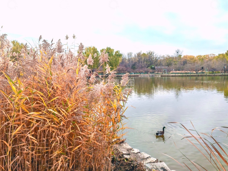 高清大图下载【趣麦麦图】秋日湖畔芦苇游鸭景