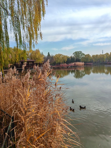 湖畔秋色芦苇鸭子风景图