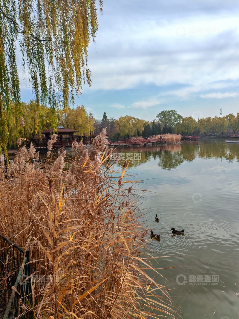 高清大图下载【趣麦麦图】湖畔秋色芦苇鸭子风景图