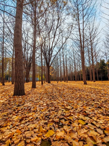 秋日树林落叶美景摄影图片