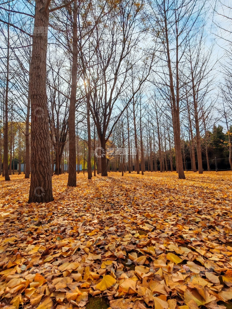 高清大图下载【趣麦麦图】秋日树林落叶美景摄影图片