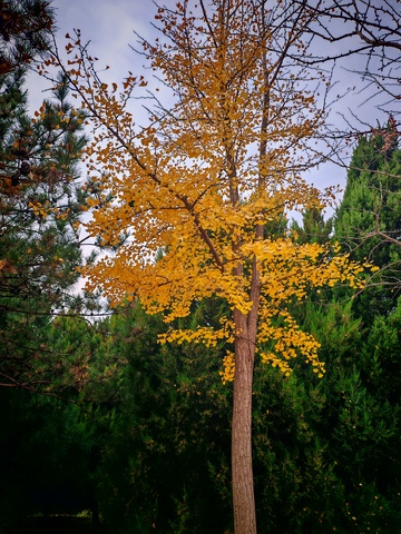 秋日金黄银杏树