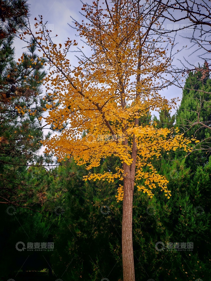 高清大图下载【趣麦麦图】秋日金黄银杏树