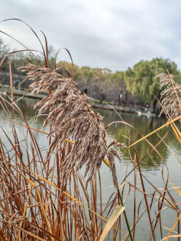 湖畔芦苇秋景自然摄影