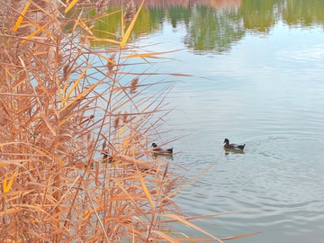秋日湖光鸭戏水