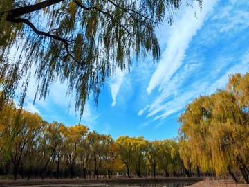 秋日树林蓝天美景7