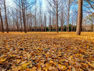 秋日落叶林风光摄影