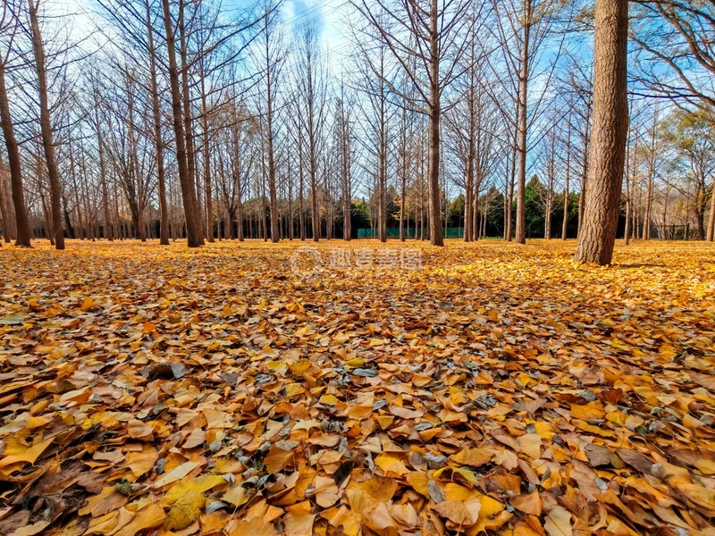 高清大图下载【趣麦麦图】秋日落叶林风光摄影