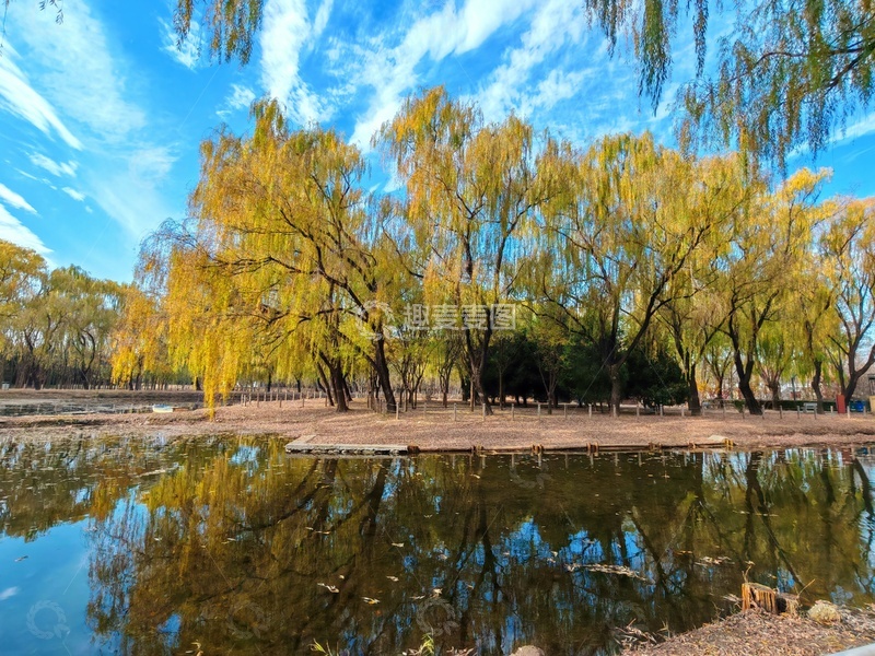 高清大图下载【趣麦麦图】-秋日湖畔柳树风光