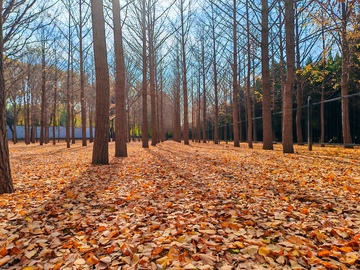 秋日树林落叶风景摄影图片