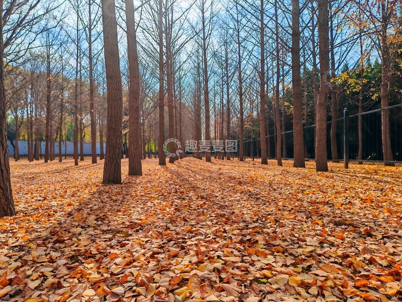 高清大图下载【趣麦麦图】秋日树林落叶风景摄影图片