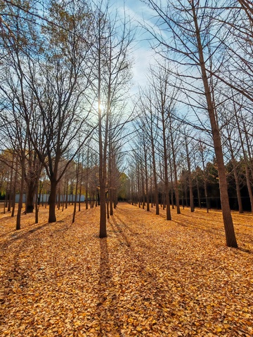 秋日树林落叶美景自然风光摄影