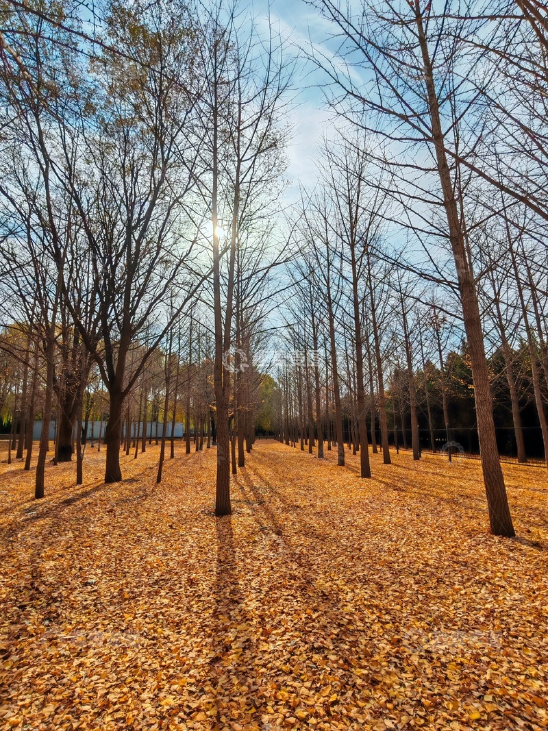 高清大图下载【趣麦麦图】秋日树林落叶美景自然风光摄影
