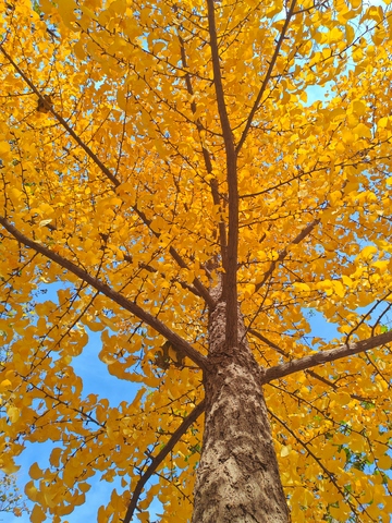 秋日银杏蓝天美景摄影图