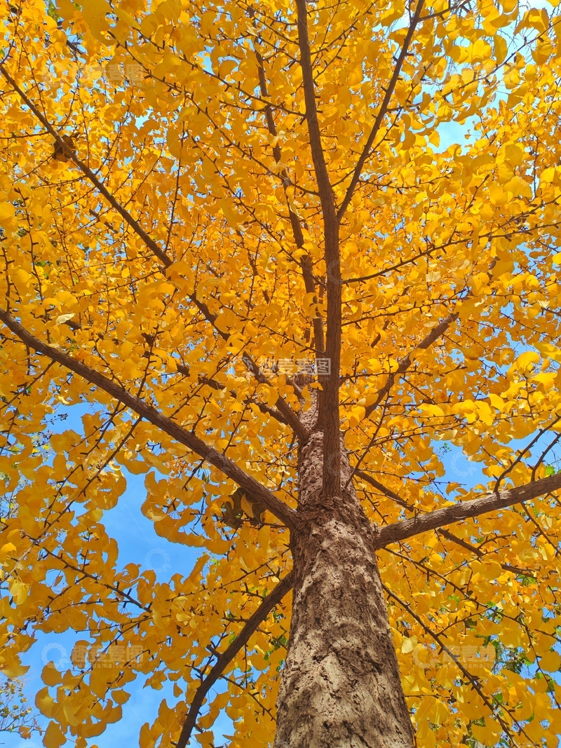 高清大图下载【趣麦麦图】-秋日银杏蓝天美景摄影图