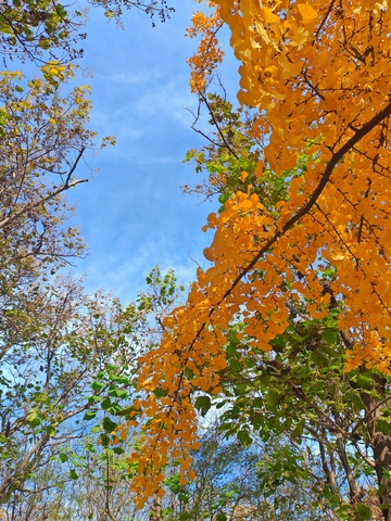 秋日金黄树叶蓝天美景