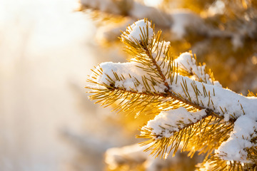 金辉下的雪压松枝特写