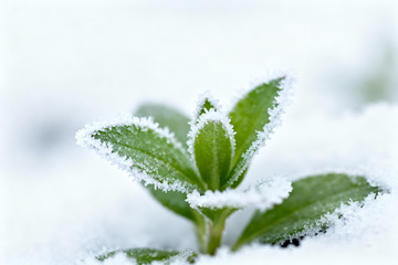 雪霜覆盖的嫩绿叶片特写0