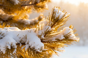 金辉下的雪压松枝特写0