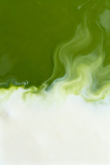 抹茶和牛奶相融画面3