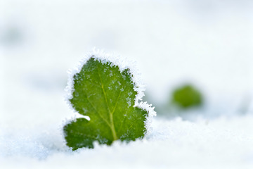 雪霜覆盖的嫩绿叶片特写