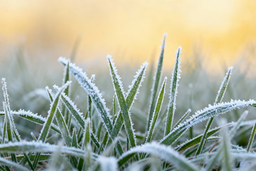 霜花点缀的晨草特写0