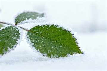 雪霜覆盖的嫩绿叶片特写1