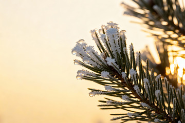 金辉下的雪压松枝特写2