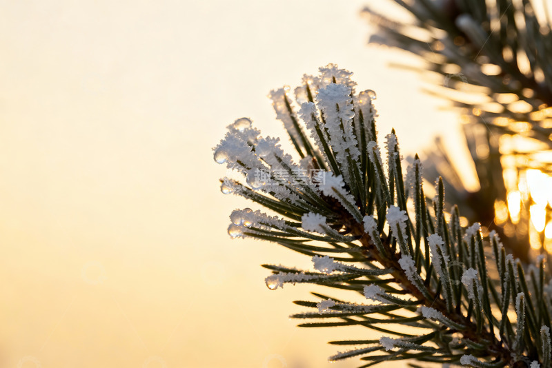 高清大图下载【趣麦麦图】金辉下的雪压松枝特写2