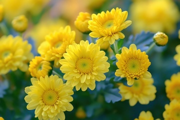 盛开的菊花花簇