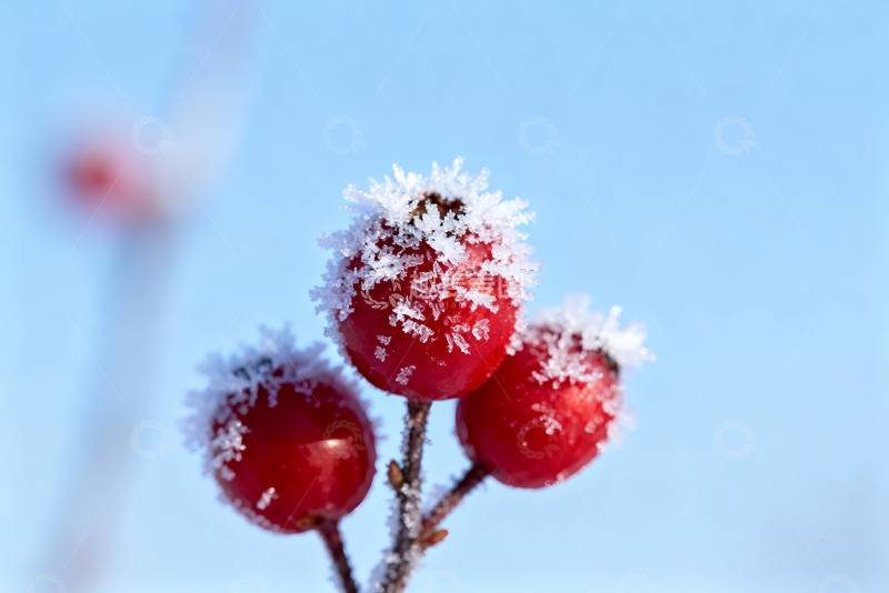 高清大图下载【趣麦麦图】霜覆红果冬日果实特写素材0