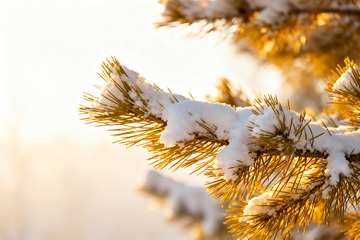 金辉下的雪压松枝特写1