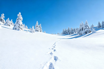 雪岭足迹蓝空雪林冬日全景