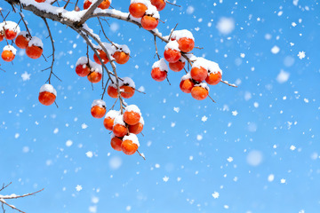 雪柿满枝蓝空飞雪冬日景观