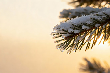 金辉下的雪压松枝特写3