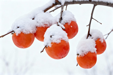 雪柿满枝蓝空飞雪冬日景观1