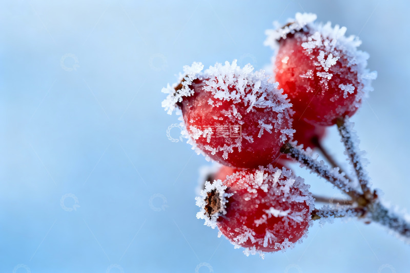 高清大图下载【趣麦麦图】霜覆红果冬日果实特写素材