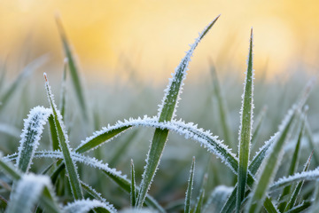 霜花点缀的晨草特写