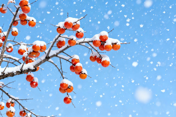 雪柿满枝蓝空飞雪冬日景观2