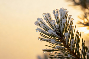 金辉下的雪压松枝特写5