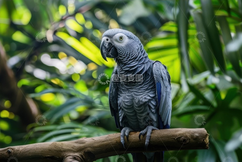 高清大图下载【趣麦麦图】灰色的鹦鹉特写摄影