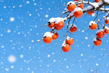 雪柿满枝蓝空飞雪冬日景观0