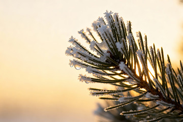 金辉下的雪压松枝特写4