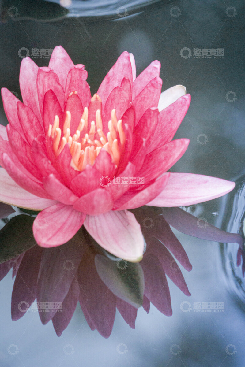 高清大图下载【趣麦麦图】睡莲绽放水面美景摄影